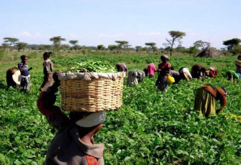 Equip small scale farmers with technological skills –expert advises