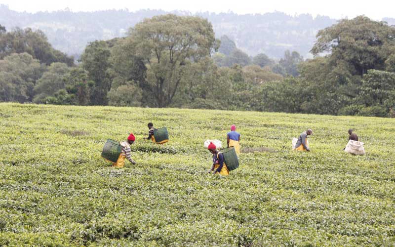 Fresh survey on tea farms to address historical injustices