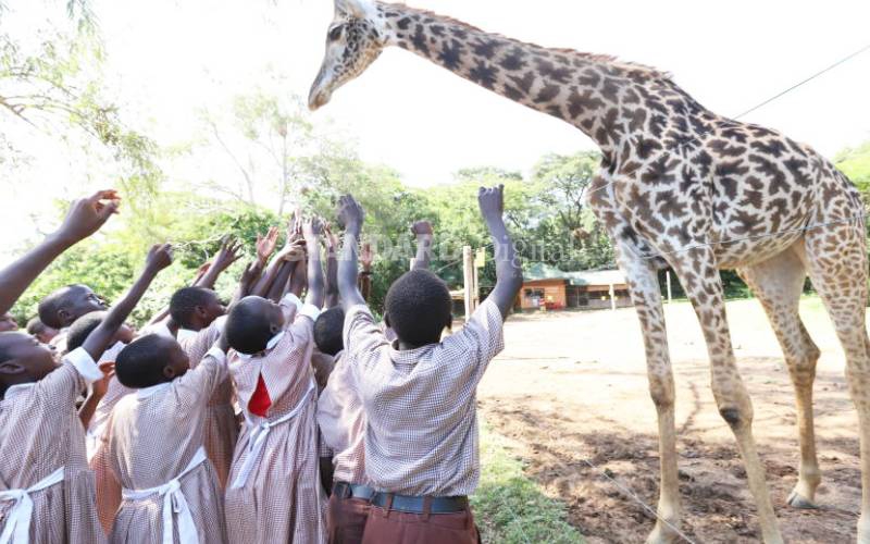 Garissa to establish giraffe recovery plan