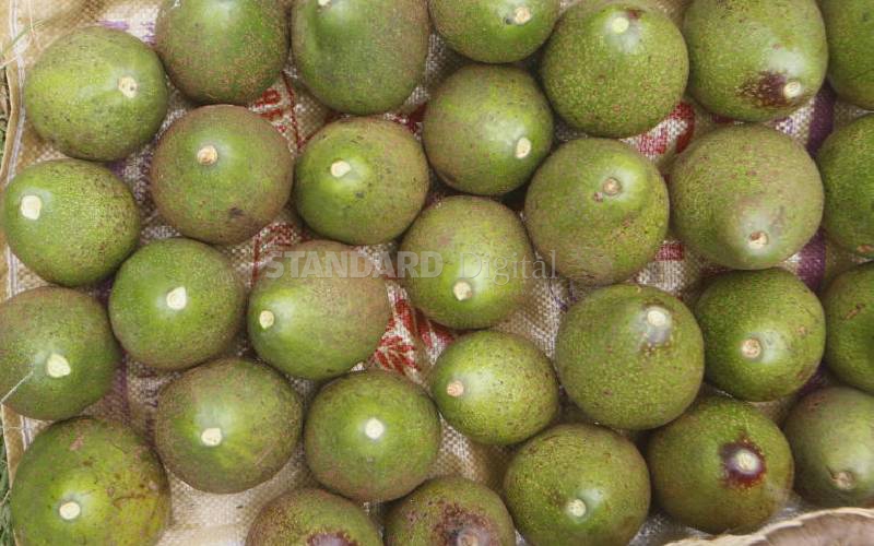 Governors must lead avocado pact push