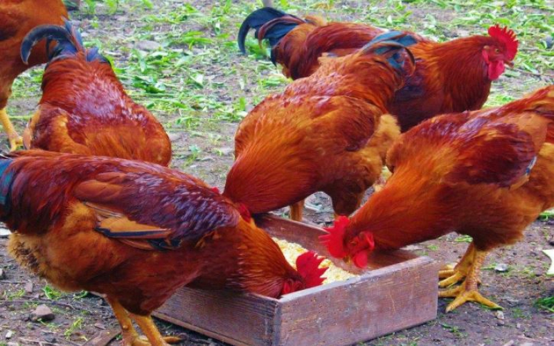 How to pick the best kienyeji chicken