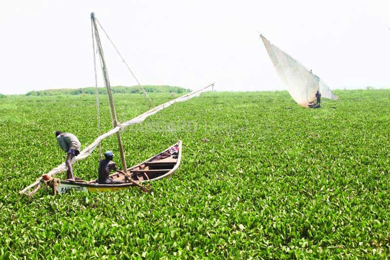 Hyacinth menace chokes counties' fishing lifeline