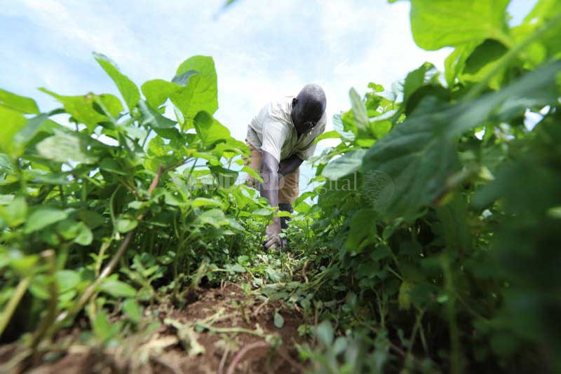 Kenyan farmers in need of representation, voice to articulate concerns