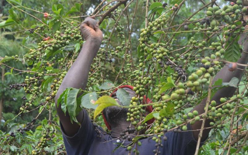Kirinyaga farmers want to take over coffee mill