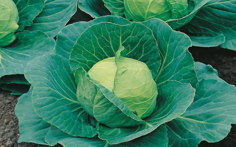 Minting cash from cabbages