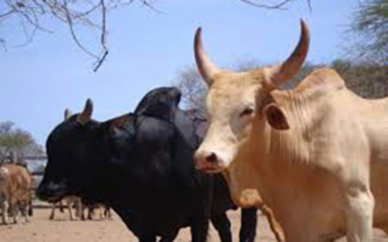 Mwangi: The secret behind cattle trade 