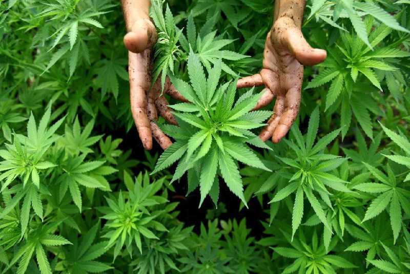 NACADA: "We strongly object legalization of marijuana"