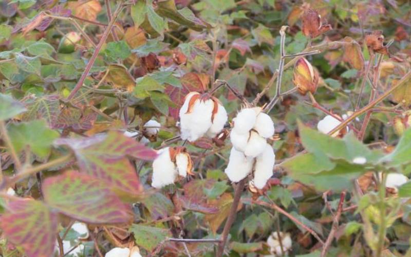 New cotton variety is the greatest gift for farmers