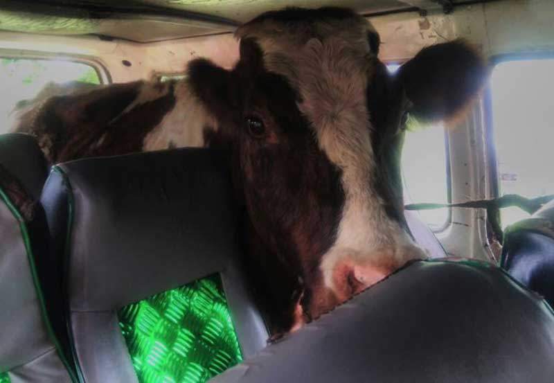 Police arrest suspected thieves transporting stolen cows in matatu