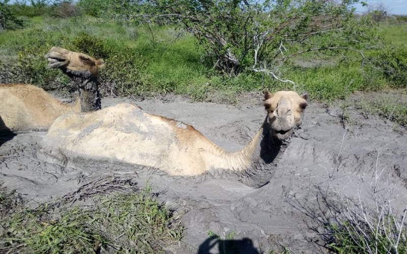 Red Cross secures 500 camels stuck in Garrisa swamp