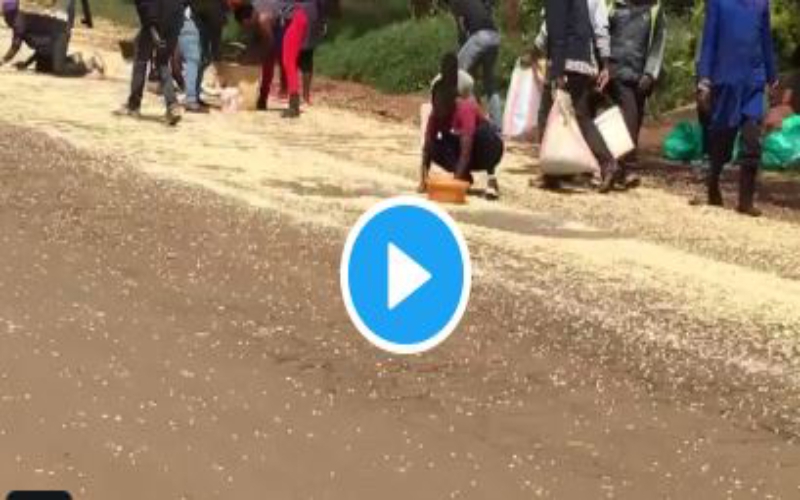 Residents ‘harvest’ maize after lorry rolls over in Ndenderu