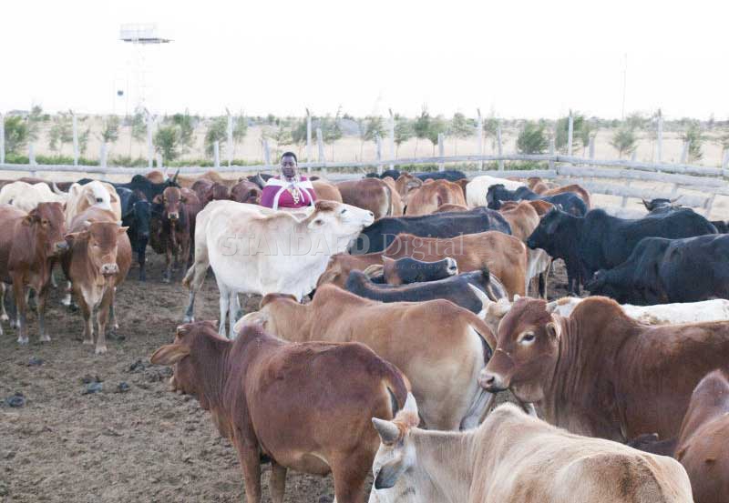 Rift Valley fever kills five, meat banned