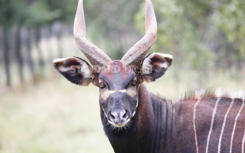 Saving rare antelopes from risk of extinction