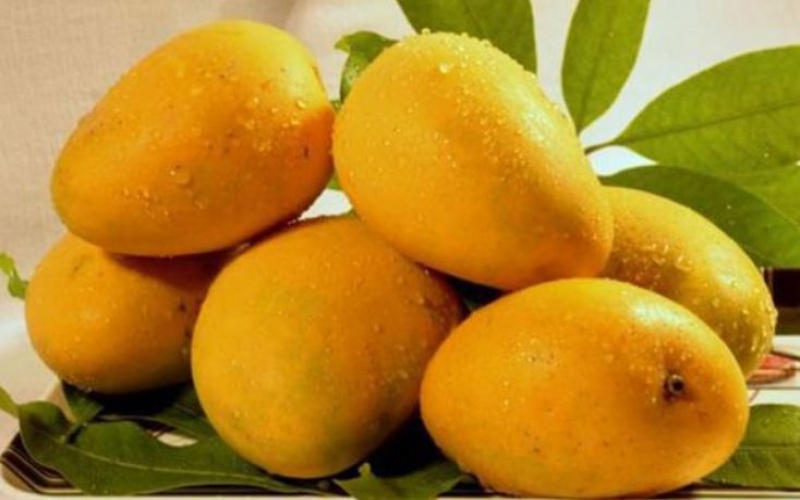Sh67m mango plant roars back to life after years of lying idle 
