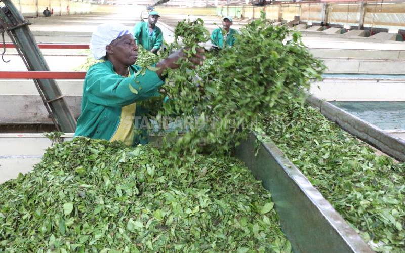 Tea farmers concerned over stalled Sh950m hydro project