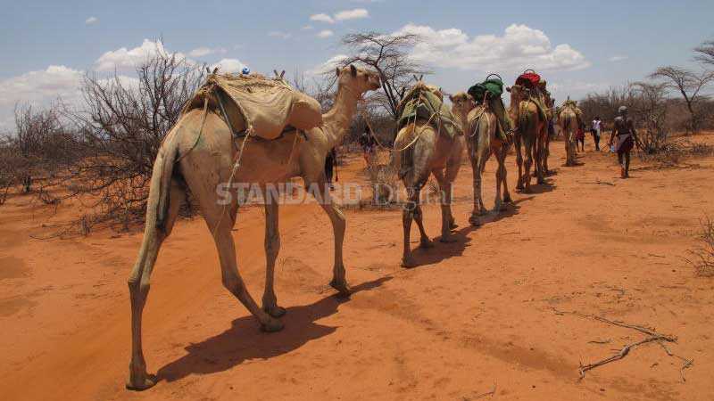 Families settle murder case with 40 camels
