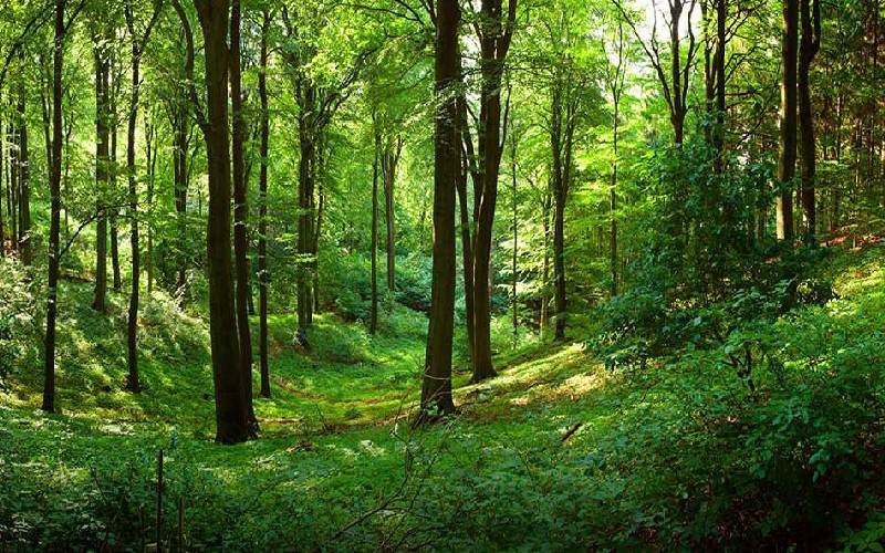 Why preserving forests should be given priority
