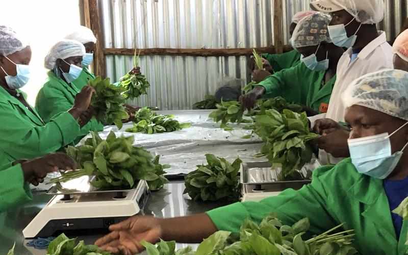 How I run my basil export farm from remote village FarmKenya