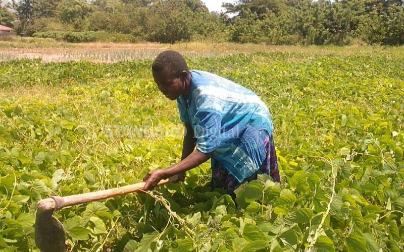 Velvet bean helps farmers cut cost of fertiliser usage - FarmKenya ...