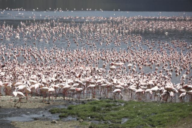 Flamingos at Lake Bogoria National Reserve in Baringo county on January 20,2021 .[Kipsang Joseph, Standard]