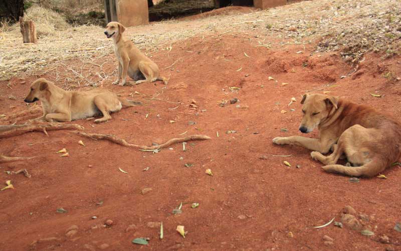 World Rabies Day: Time to eradicate this fatal but preventable disease from Kenya