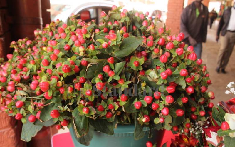 Vased roses in full display.