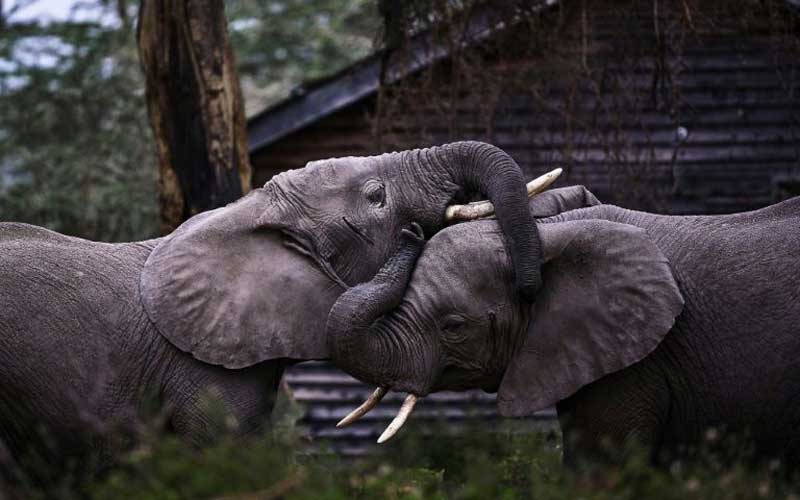 Zimbabwe probes deaths of 12 elephants near Hwange park