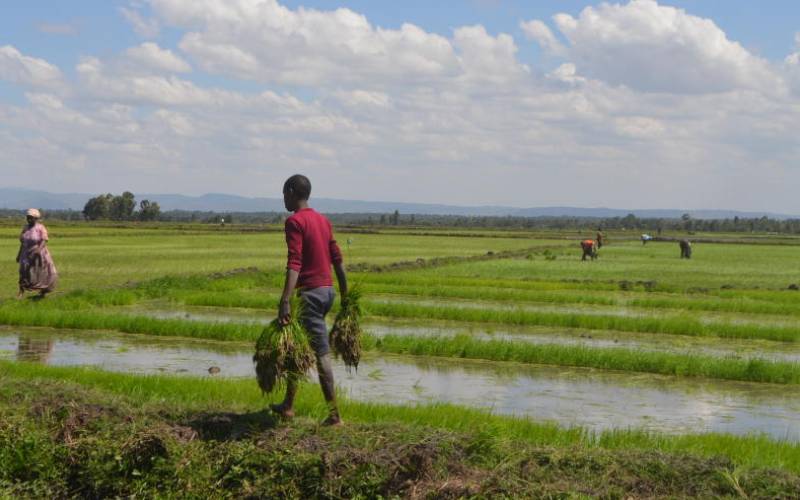 A farmers carries some rice seedlings for transplanting at a section  whose season came late within  the Mwea Irrigation scheme. PHOTO;Munene Kamau/standard 