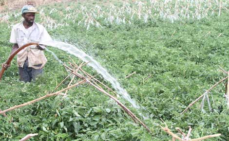 Thriving tomato farms leave livestock thirsty as water war rages on