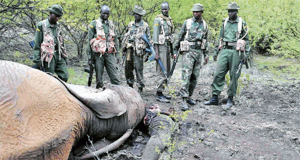 Game rangers stand next to an elephant killed by poachers. [PHOTOS: FILE/STANDARD]