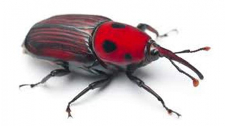  Red palm weevil a global threat after spreading to 60 countries -UN