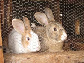 Are you aware rabbits can infect you with diseases?