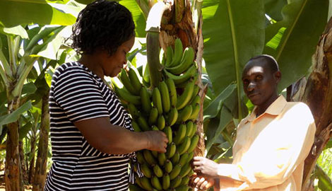 Bananas sweeten couple's life