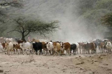 Baringo chiefs suspended over cattle rustling
