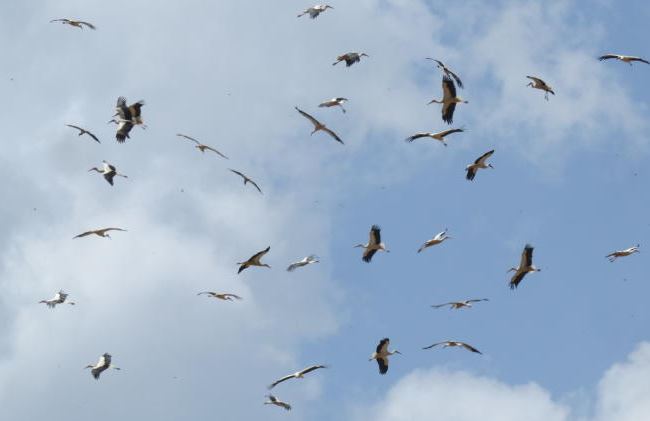 Bird migration to be streamed live