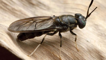 Black Soldier Fly: Insect that turns farm waste into rich animal feed