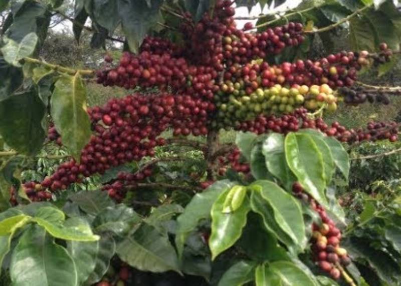 Boost for new KPCU as farmers promise coffee deliveries - The Standard Boost for new KPCU as farmers promise coffee deliveries
