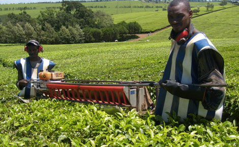 Tea sector reels under punitive tax regime, players call for review
