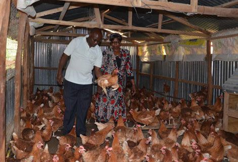 How poll loss egged poultry farmer on