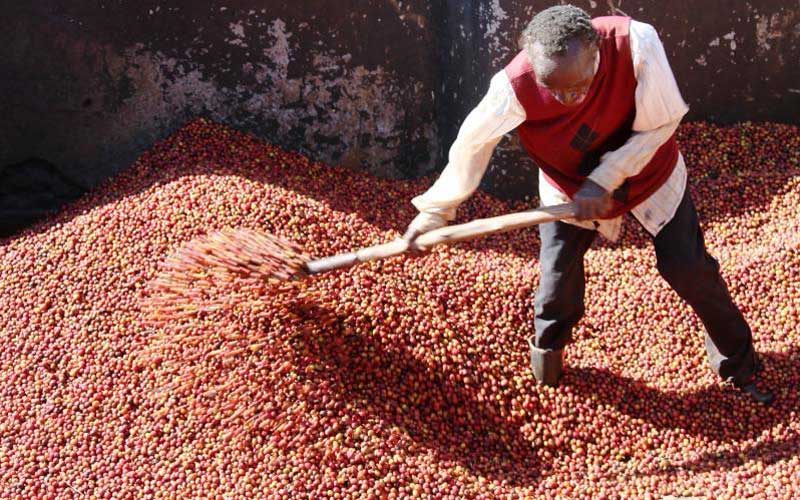 Coffee farmers to reap Sh98m in direct sales