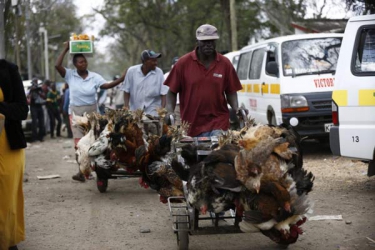 Concerns that must be addressed before Uganda ban on poultry is lifted