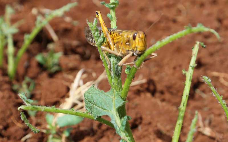 County rues losses as locusts destroy farms