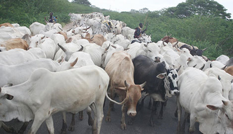 Cattle rustling turns to a mega trade as families’ agony deepens
