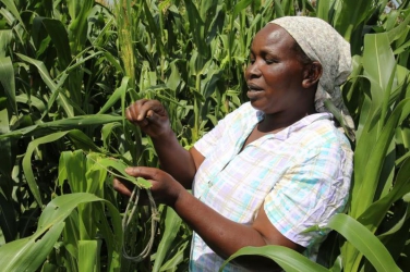 Crisis as fall armyworms attack large seed farms