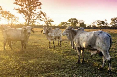 Crossbreeding can work magic on your low-milk Zebu cow