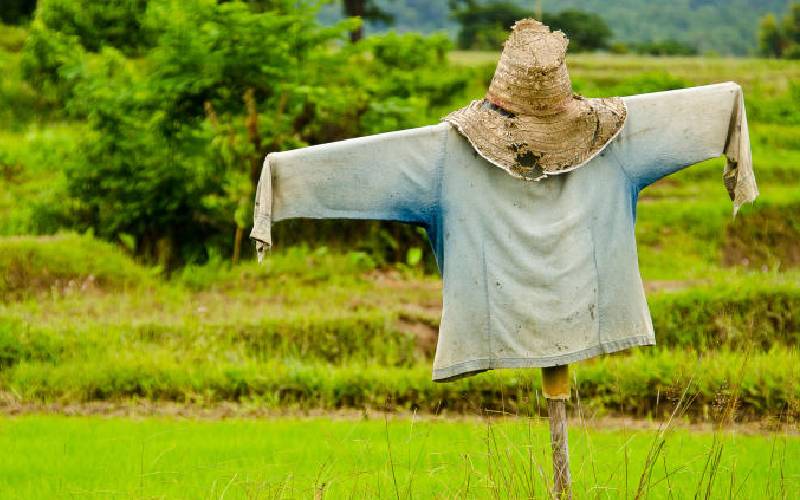 Our current obsession with the scarecrow is frightening - The Standard