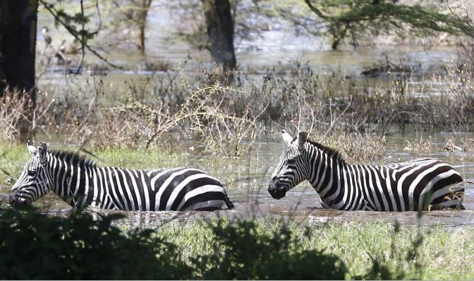 Lake Nakuru National Park faces a looming existential crisis - The Standard