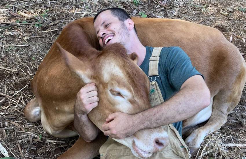 Desperate for affection? Go and cuddle a cow 