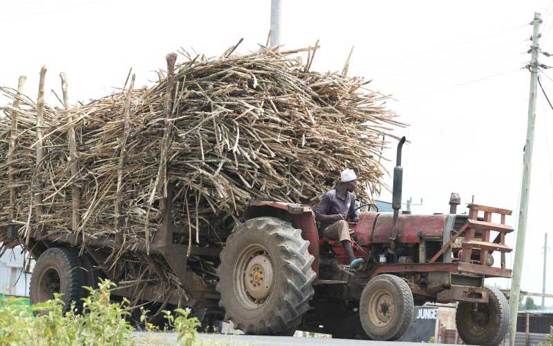 Days Standard Cane