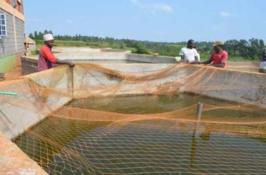 Don overcomes poll violence effects to export fingerlings